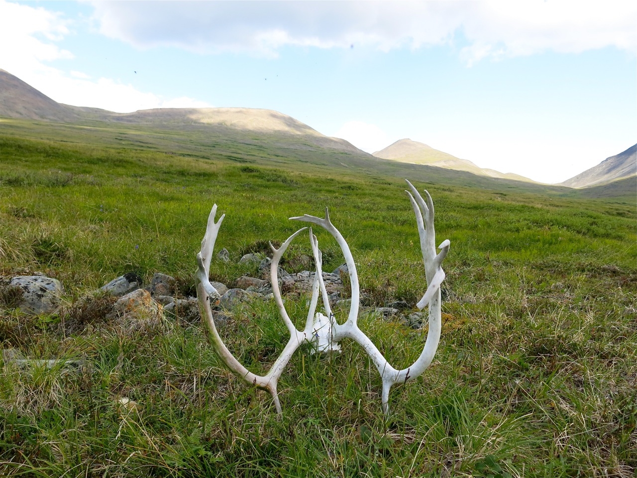 TangleAntlers